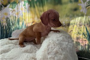 Farrah - Dachshund, Mini for sale