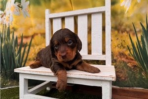 Merlin - Dachshund, Mini for sale