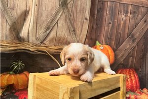 Irene - puppy for sale