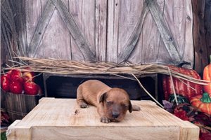 Gabriel - puppy for sale