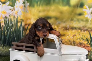 Milo - Dachshund, Mini for sale