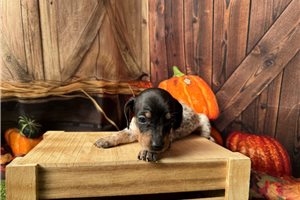 Felicity - puppy for sale