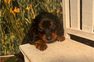 Gizmo - Dachshund, Mini for sale