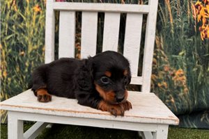 Gizmo - puppy for sale
