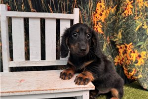 Felix - Dachshund, Mini for sale