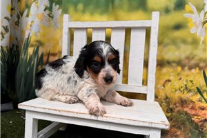 Bodhi - Dachshund, Mini for sale