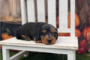 Sabrina - puppy for sale