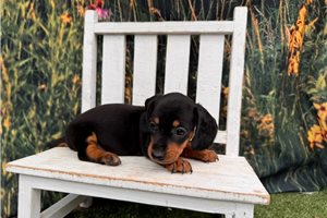 Giselle - Dachshund, Mini for sale