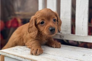 Petey - Mini Dachshund for sale