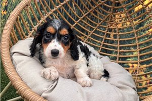 Bonn - Dachshund, Mini for sale