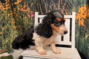 Bonn - Dachshund, Mini for sale