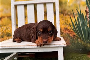 Milo - Dachshund, Mini for sale