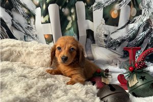 Hummingbird - Dachshund, Mini for sale