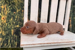 Celtie - puppy for sale