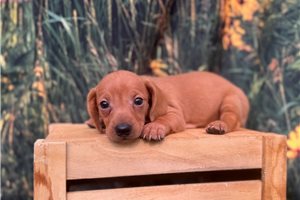 Chip - Dachshund, Mini for sale