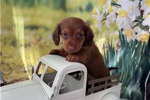 Fallon - Dachshund, Mini for sale