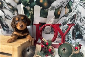 Sabrina - puppy for sale