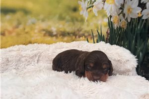 Milo - puppy for sale