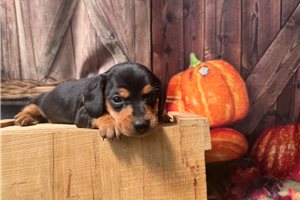 Irina - Mini Dachshund for sale