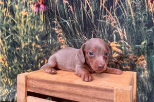 Celtie - Mini Dachshund for sale