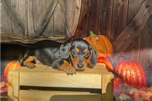 Irina, a Mini Dachshund puppy