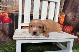 Phineas - puppy for sale