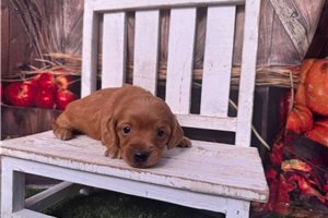 Petey - Mini Dachshund for sale