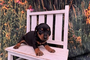 George - puppy for sale