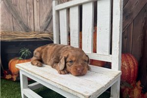 Sarah - puppy for sale
