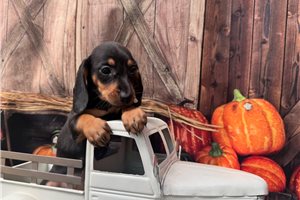 Carla - Mini Dachshund for sale