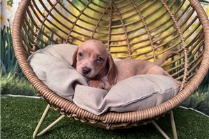 Farrah - Mini Dachshund for sale