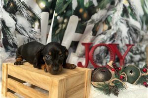 Felicia - puppy for sale