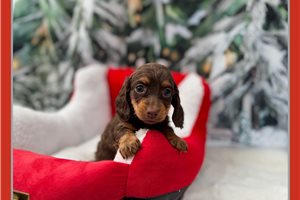 Callie - puppy for sale