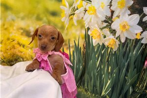 Harlow - Dachshund, Mini for sale
