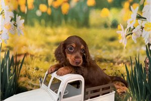 Micah - puppy for sale