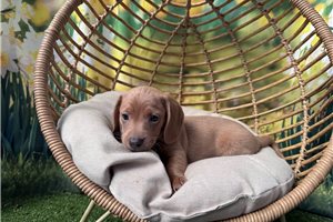 Flynn - Dachshund, Mini for sale