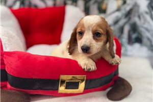 Hitch - Dachshund, Mini for sale