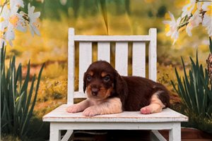 Maria - Dachshund, Mini for sale
