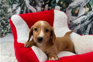 Ginny - Dachshund, Mini for sale