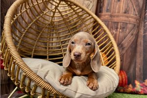 Omega - Dachshund, Mini for sale