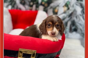 Salvatore - puppy for sale