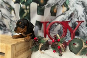 Fatima - puppy for sale