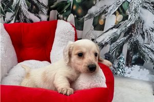 Chief - Dachshund, Mini for sale