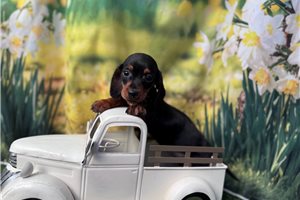 Damien - Mini Dachshund for sale