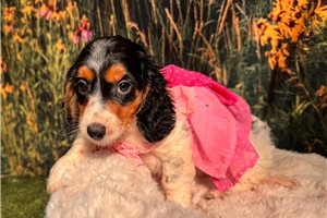 Bonn - Dachshund, Mini for sale