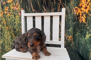 Felton - Mini Dachshund for sale
