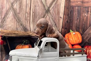 Omega - Mini Dachshund for sale
