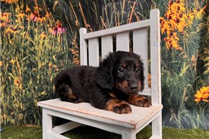 Felix - puppy for sale