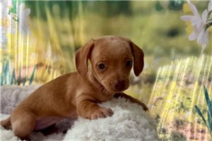 Harlow - Dachshund, Mini for sale