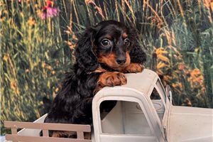 Fern - puppy for sale